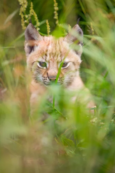 Cub słodkie młodych ryś, siedząc na trawie — Zdjęcie stockowe