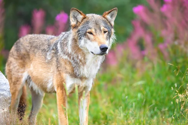Großer männlicher grauer Wolf steht auf einem Feld im Wald — Stockfoto