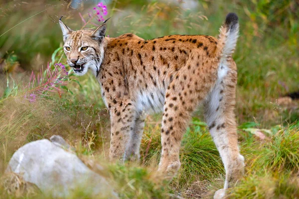 Lince eurasiano mostrando teeths na floresta no verão — Fotografia de Stock