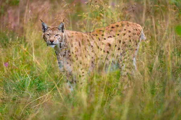 Lynx eurasien marchant dans l'herbe en été — Photo