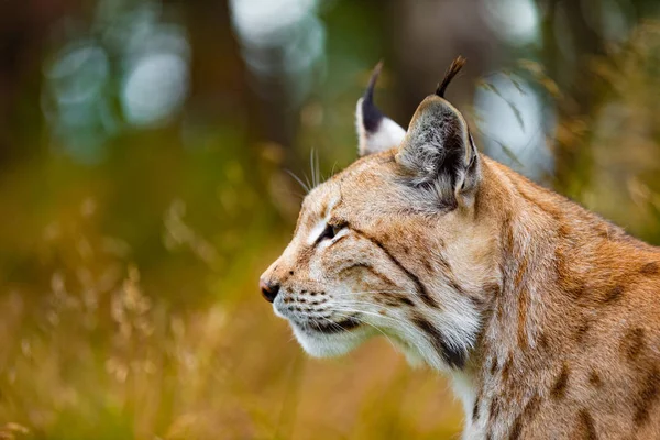 Close-up van gerichte Euraziatische lynx jacht in bos's zomer — Stockfoto