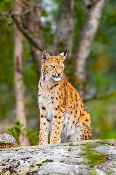 Euraziatische lynx zittend op een rots in het bos op de zomer — Stockfoto