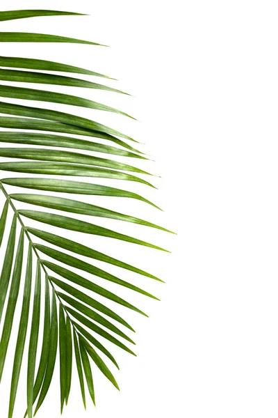 Green leaf of palm tree isolated on white background — Stock Photo, Image