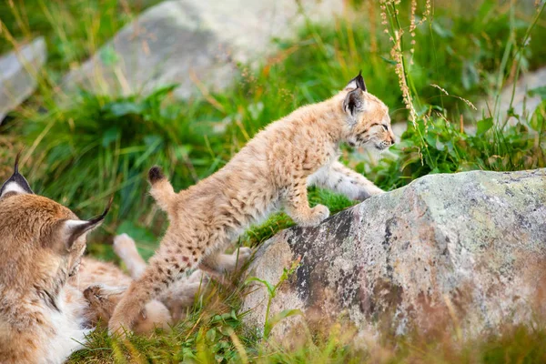 Lynx matka a roztomilý mladých mláďata hrají v trávě — Stock fotografie