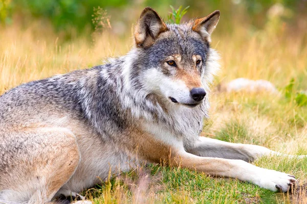 Großer männlicher grauer Wolf liegt auf einem Feld im Wald — Stockfoto