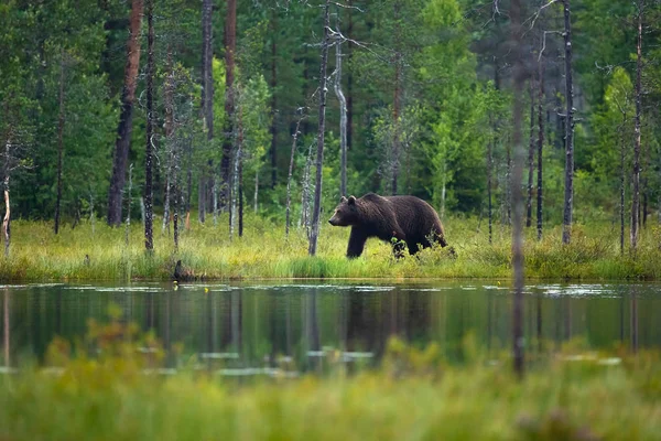 Большой взрослый бурый медведь гуляет по лесу — стоковое фото