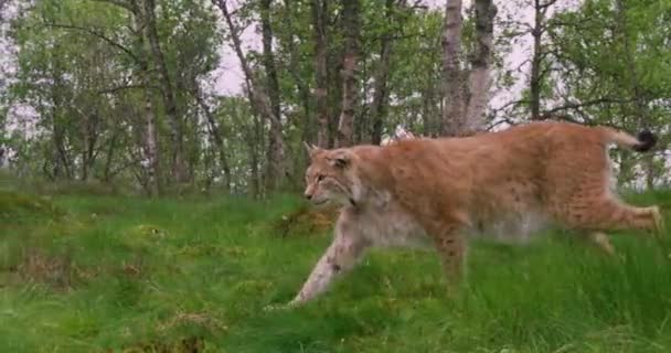 Focused old european lynx walking in the forest at summer — Stock Video