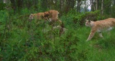 Kamera iki Avrupa lynx ormanda yürüyüş izler