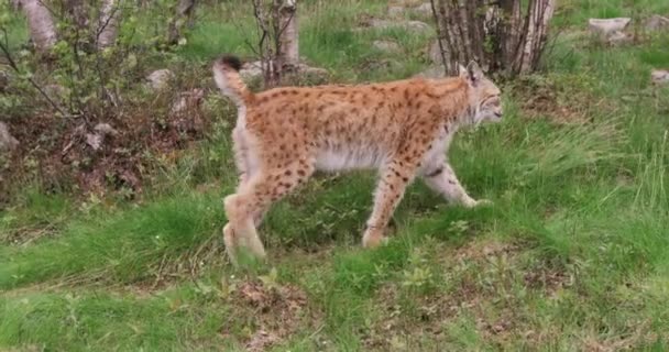 Jovem lince europeu caminhando na floresta uma noite de verão — Vídeo de Stock