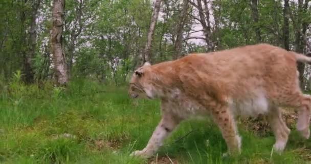 Lince europea passeggiando nella foresta in estate — Video Stock