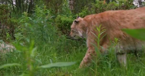 Primer plano de un lince europeo caminando en el bosque en verano — Vídeos de Stock