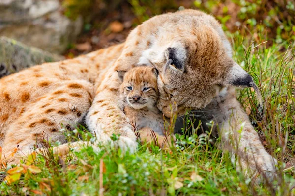 Starostlivá matka lynx a její roztomilé mladé mládě v trávě — Stock fotografie
