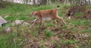 Ormanda bir yaz akşamında çalışan genç Avrupa lynx odaklı