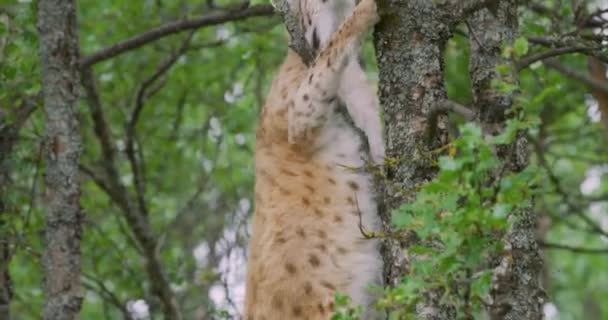 Grote lynx kat klimmen in een boom in het bos — Stockvideo
