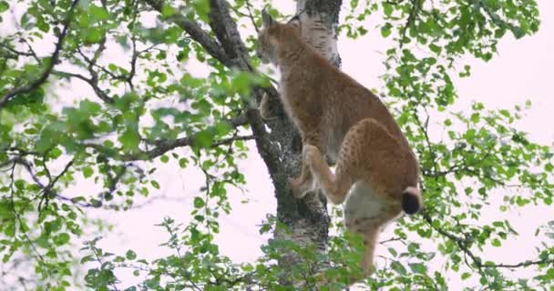 Милая и игривая рысь кошка-детеныш залезает на дерево в лесу — стоковое видео
