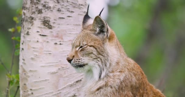 Close-up portrait of european lynx sitting in the forest — Stock Video
