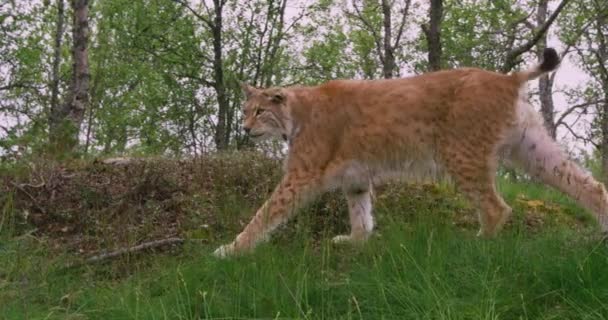 Fokuserade gamla europeiska lynx promenader i skogen på sommaren — Stockvideo