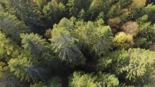 Vliegende snel direct boven de kleurrijke herfst bos — Stockvideo