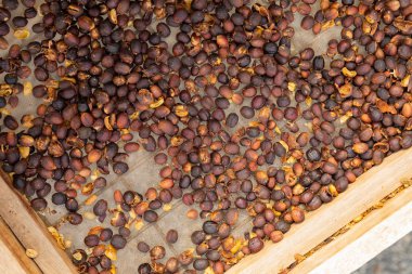 Çiğ kahve çekirdekleri kurutma, ahşap sandık, üstten görünüm
