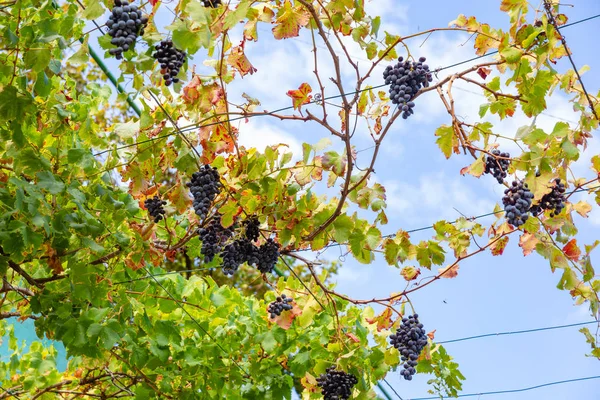 Виноград для производства вина растет на винограднике против неба — стоковое фото
