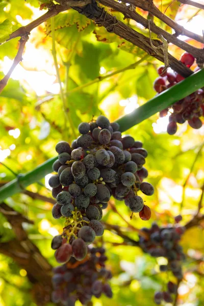 Szőlő Bunch közeli a Organic Vineyard ellen Sun — Stock Fotó