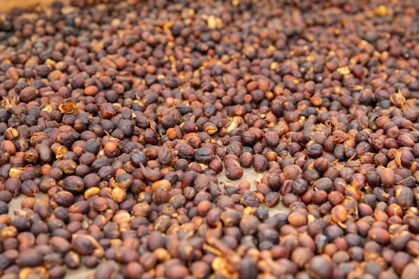 Close-up of Raw Coffee Beans Drying In Crate — Stock Photo, Image