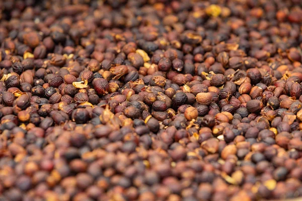 Raw Coffee red cherry fruits beans drying in crate — Stock Photo, Image