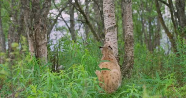 Gran gato de lince trepando en un árbol en el bosque — Vídeo de stock
