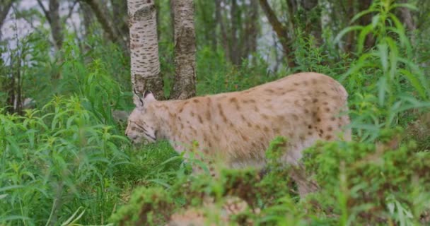 Lince europeo caminando en el bosque una noche de verano — Vídeos de Stock