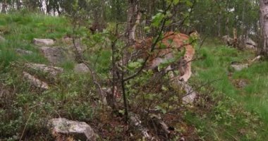 Oynak genç Avrupa lynx ormanda bir yaz akşamı çalışan