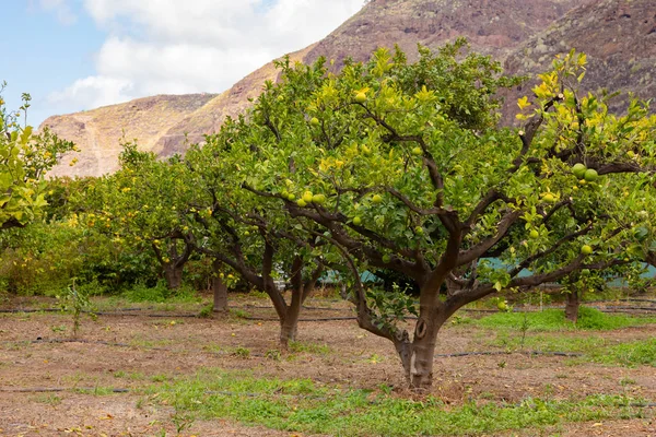 Laranjas frescas penduradas em árvores em plantação orgânica — Fotografia de Stock