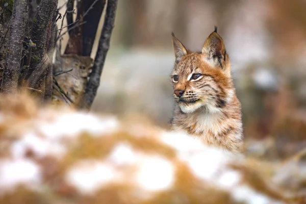 Joven lince eurasiático en el bosque en invierno en busca de presas —  Fotos de Stock