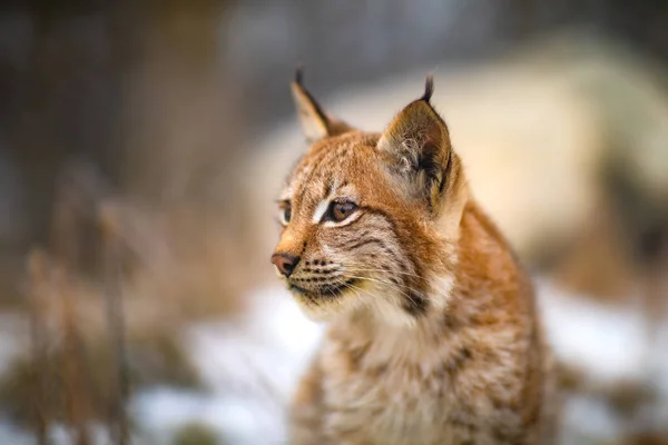 欧亚大陆山猫的肖像在森林中寻找猎物在冬天 — 图库照片