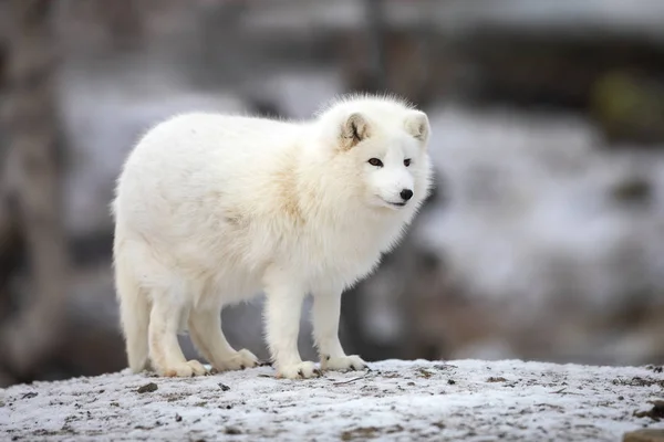 Αρκτική αλεπού σε λευκό χειμώνα παλτό στέκεται πάνω σε ένα μεγάλο βράχο — Φωτογραφία Αρχείου
