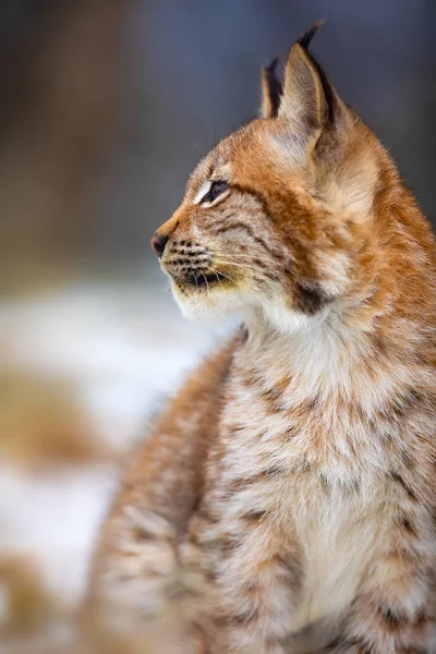 在初冬, 重点关注的欧亚山猫在森林里侧身看 — 图库照片