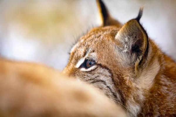 Primer plano de la cabeza de lince eurasiático y ojos salvajes —  Fotos de Stock