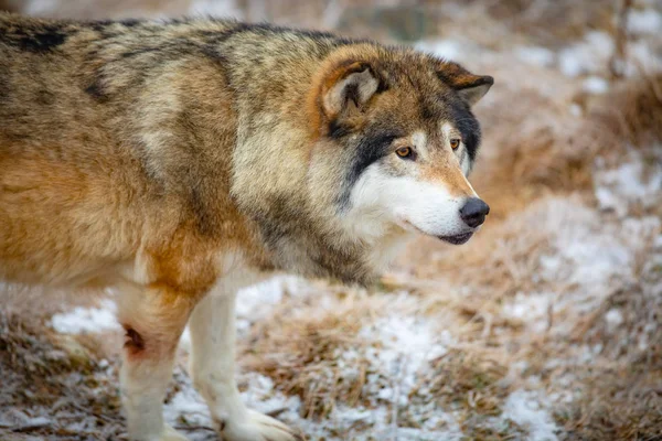 Close-up de lobo macho em pé na floresta no início do inverno — Fotografia de Stock