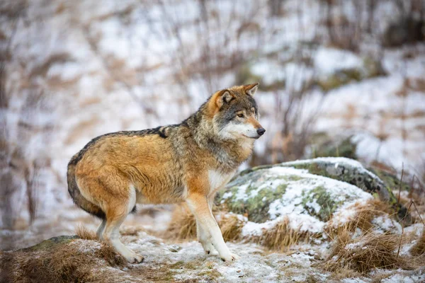 Focused beautiful wolf in the forest in early winter — Stock Photo, Image