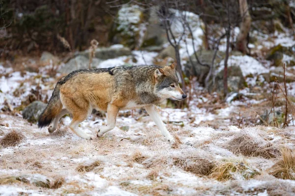 Magnifique loup courant dans la forêt au début de l'hiver — Photo