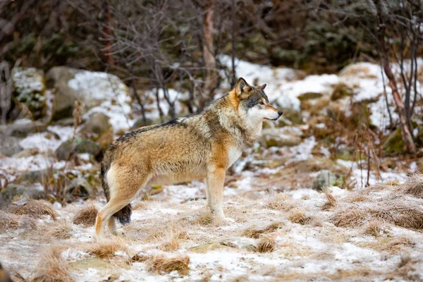 獲物を求めて森の中の美しい男性のオオカミの立っています。 — ストック写真