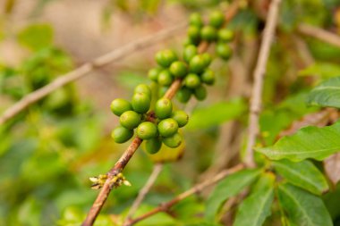 Çiftlikte Taze Kahve Meyvelerinin Yakın Çekimi
