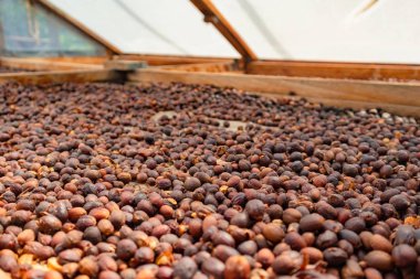 Organik Çiğ Kahve Fasulyeleri Ahşap sandıkta Kuruyor