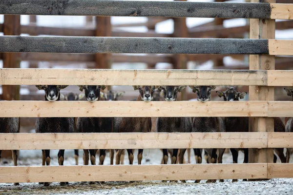 Cute adorable farm goats standing in a row — Stock Photo, Image