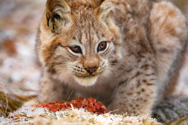 Young eurasian lynx eating meat in the forest at early winter — Stock Photo, Image