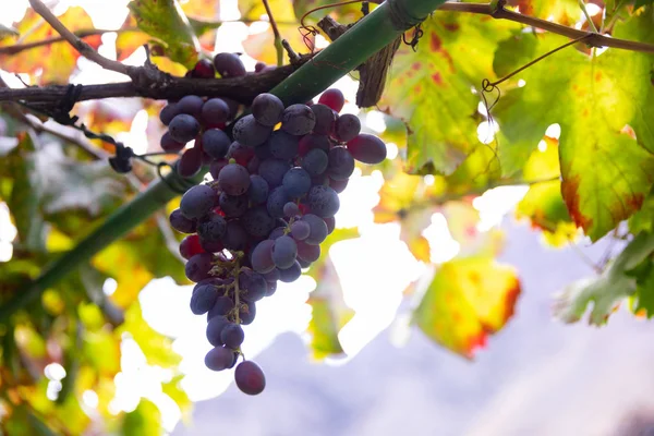 Szőlő Bunch közeli a Organic Vineyard ellen Sun — Stock Fotó