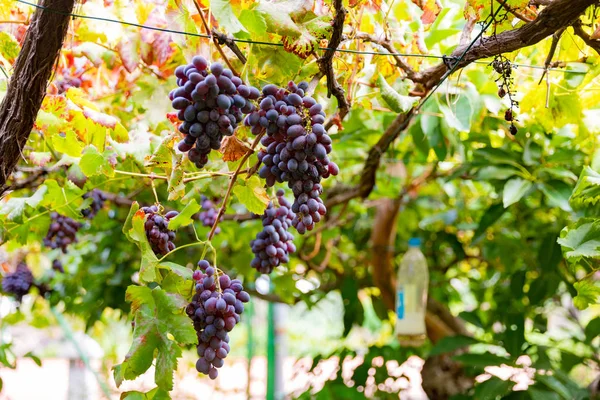 A bor termelés egyre nagyobb a szőlő szőlőfürtök — Stock Fotó