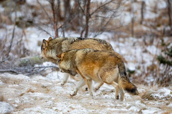 Manada de lobos corriendo hacia el bosque en invierno — Foto de Stock