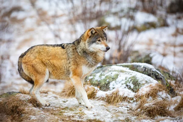 Ο ένας φοβάται λύκος στο δάσος στην αρχή του χειμώνα — Φωτογραφία Αρχείου