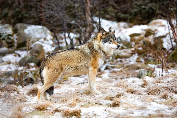 Beau loup mâle debout dans la forêt à la recherche d'ennemis — Photo