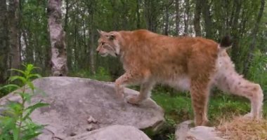 Yakın çekim yaz ormanda yürüyüş bir Avrupa Lynx